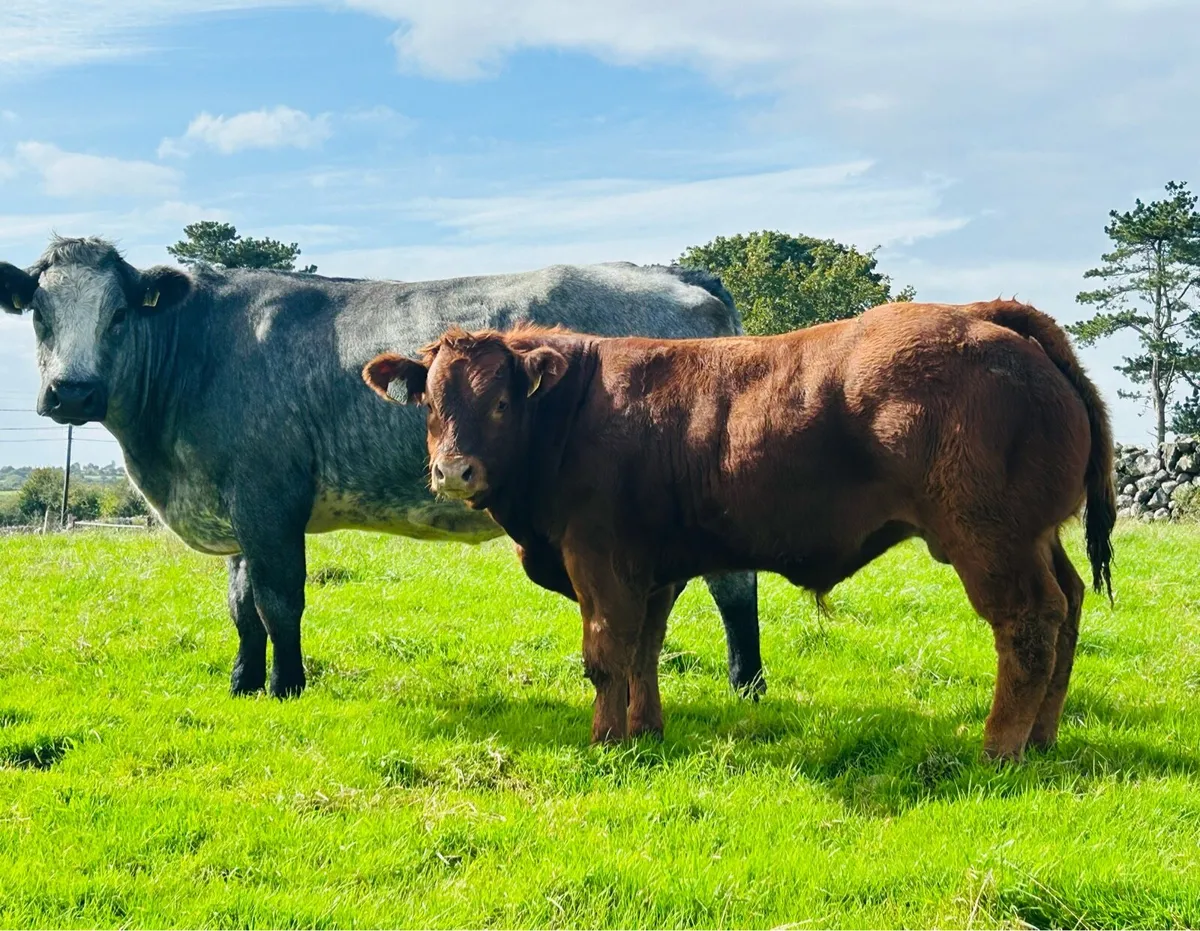 BB Cow with LM SHOW Calf at Foot Ballinasloe Mart - Image 3