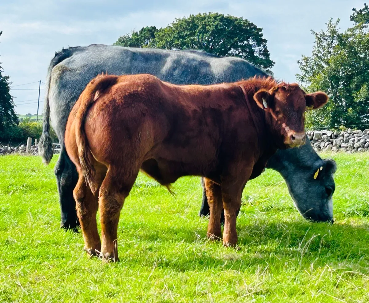 BB Cow with LM SHOW Calf at Foot Ballinasloe Mart - Image 2