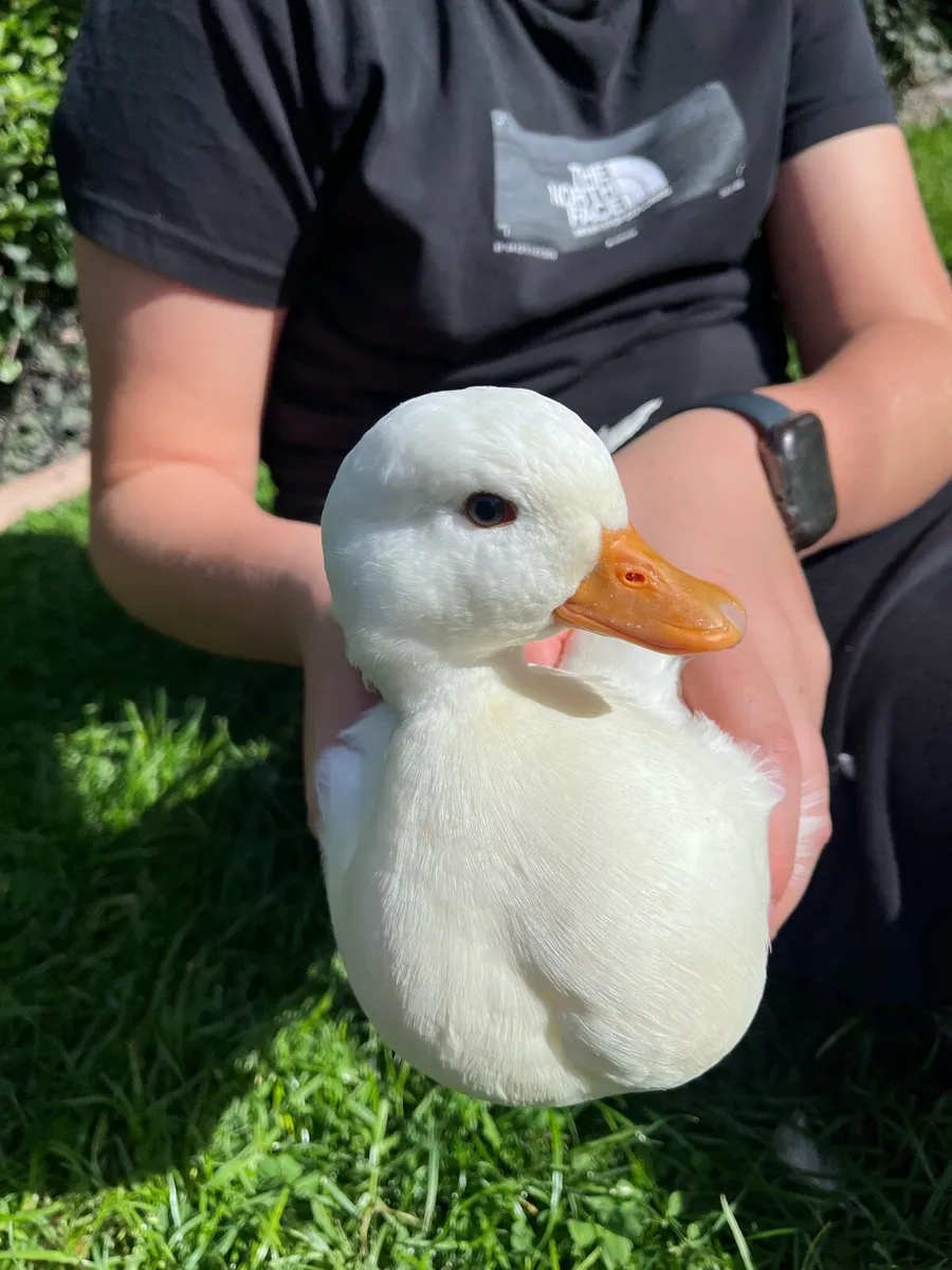 Pair white call ducks - Image 2