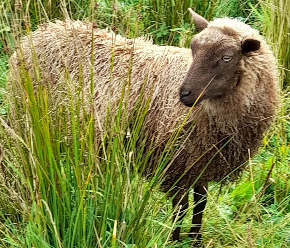 Shetland sheep - Image 4