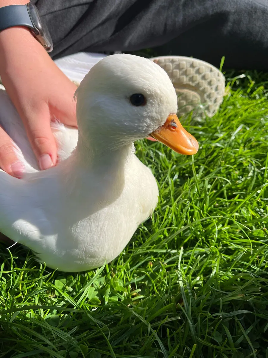 Pair white call ducks - Image 4