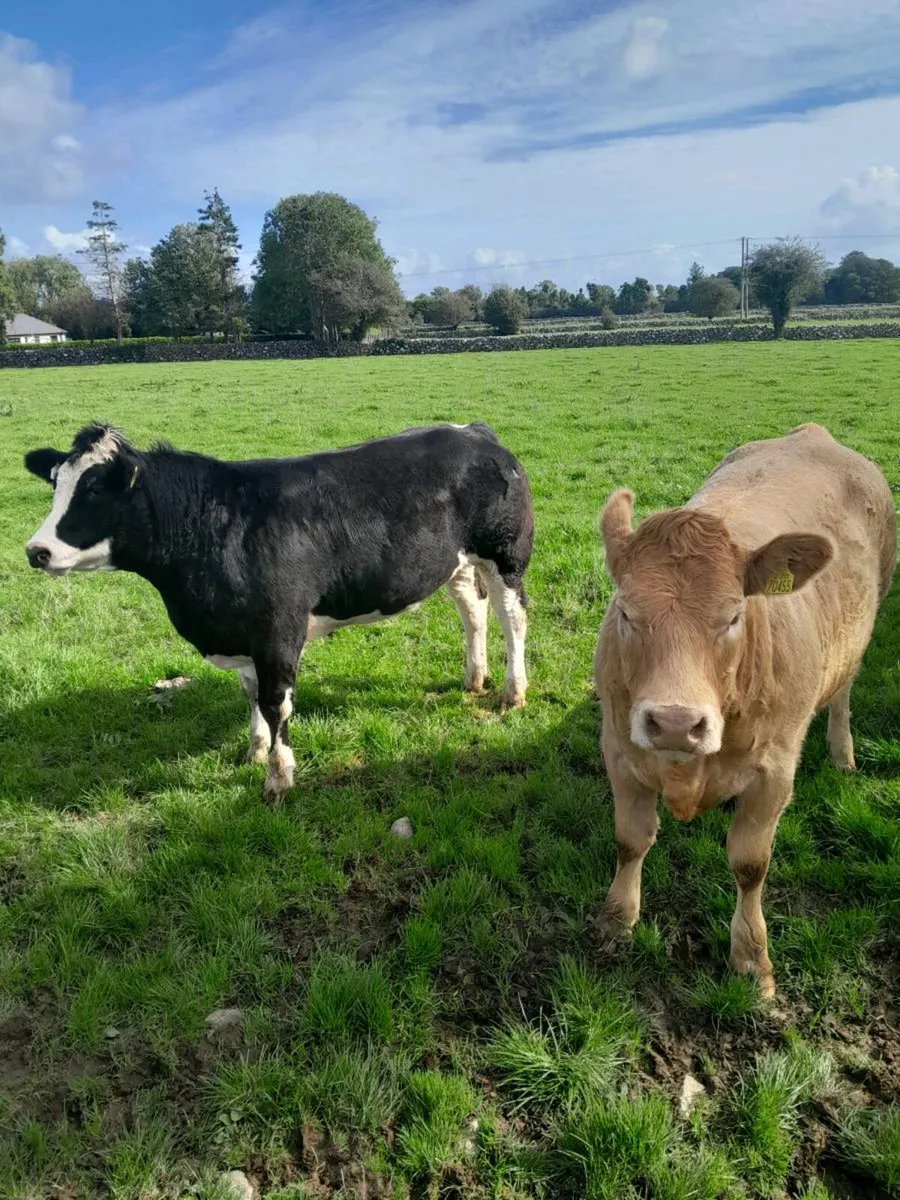 Rone heifers going to tuam mart on the 28th Sept - Image 1