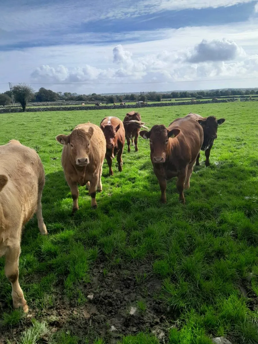 Rone heifers going to tuam mart on the 28th Sept - Image 2