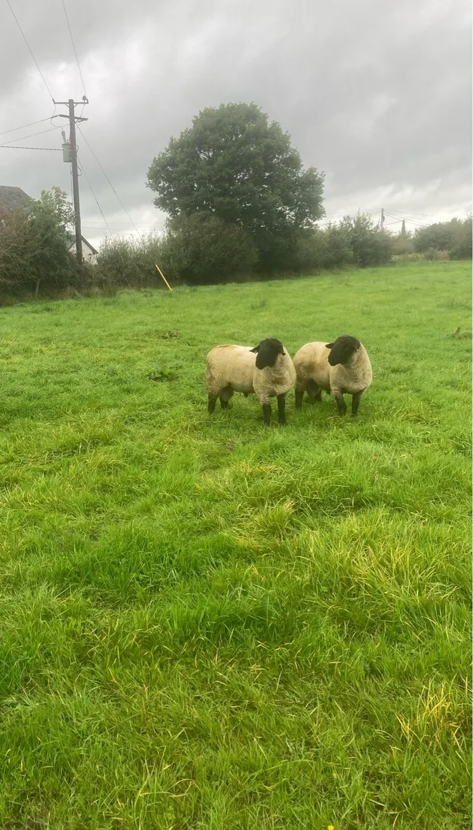 PBNR Suffolk Hogget Rams - Image 2