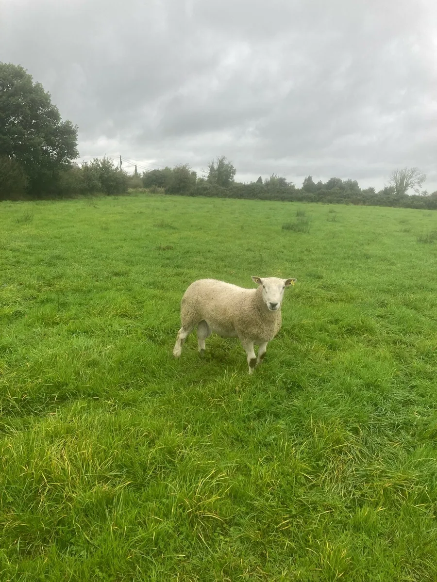 PBNR Suffolk Hogget Rams - Image 3