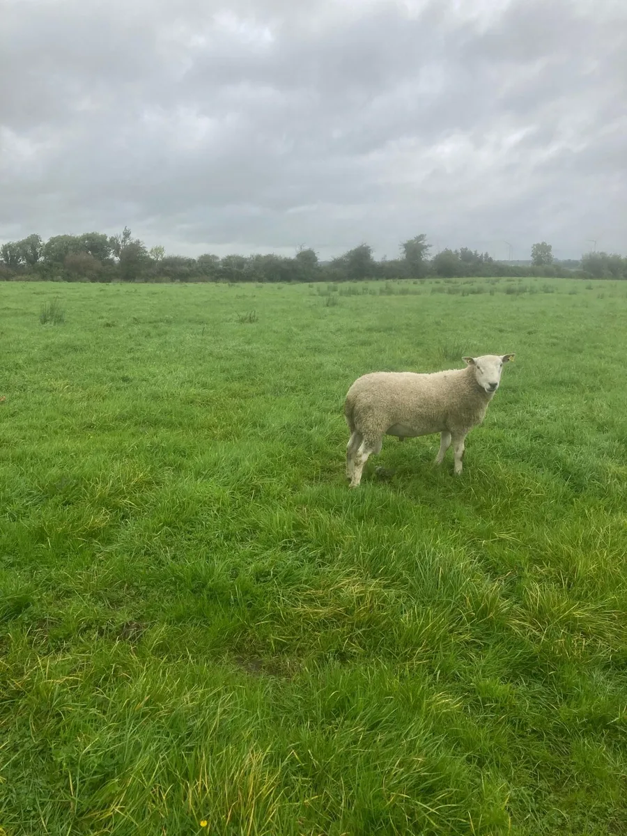 PBNR Suffolk Hogget Rams - Image 4