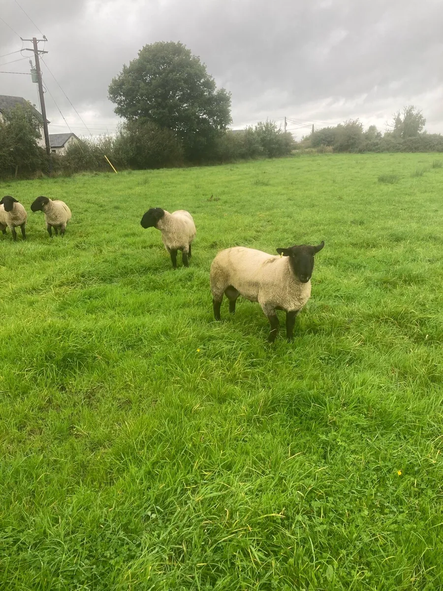 PBNR Suffolk Hogget Rams - Image 1