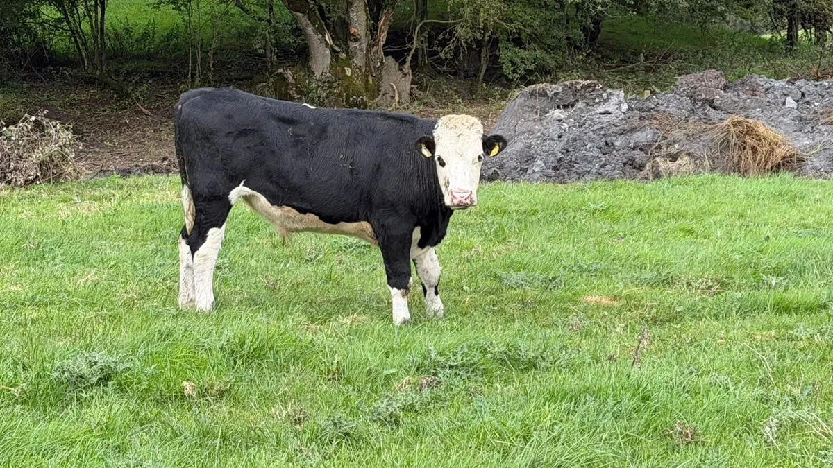 6 Hereford store bullocks - Image 1