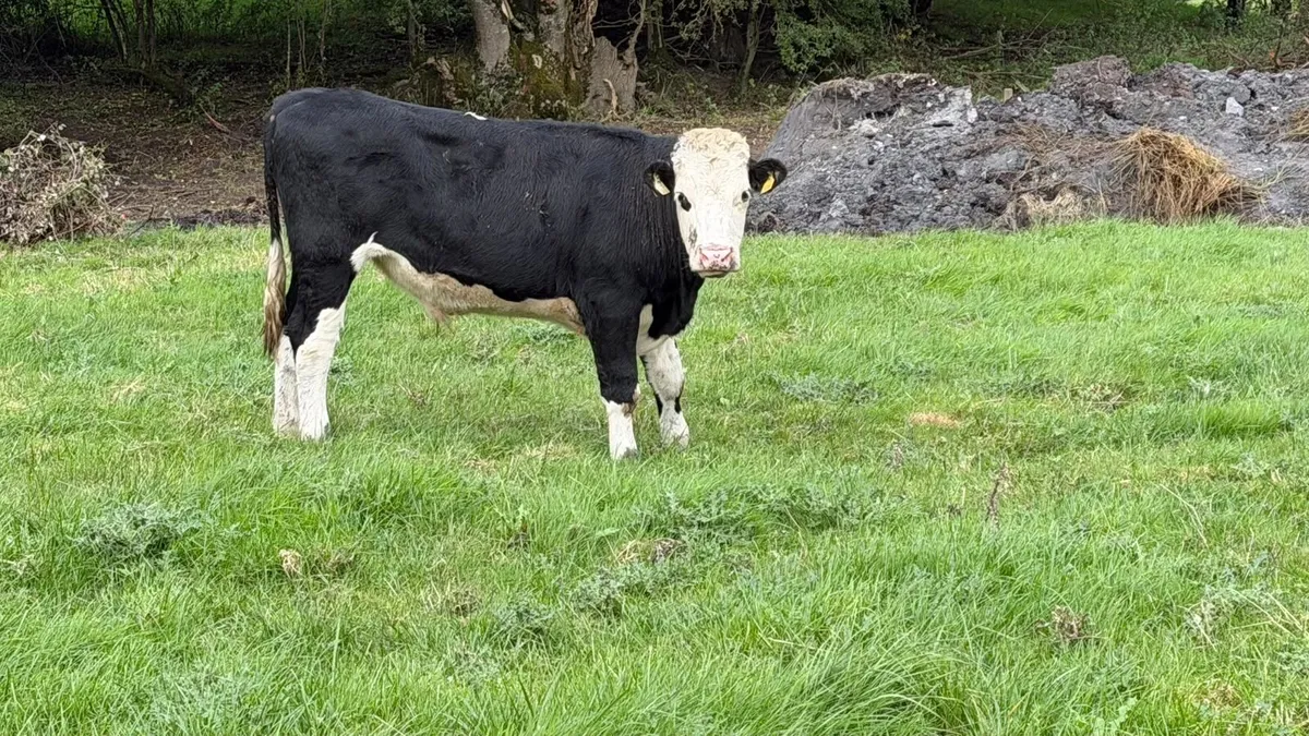 6 Hereford store bullocks - Image 2