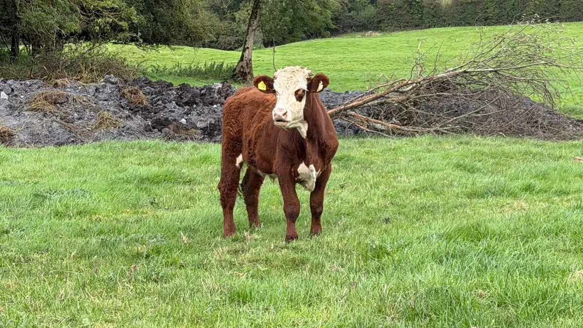 6 Hereford store bullocks - Image 3