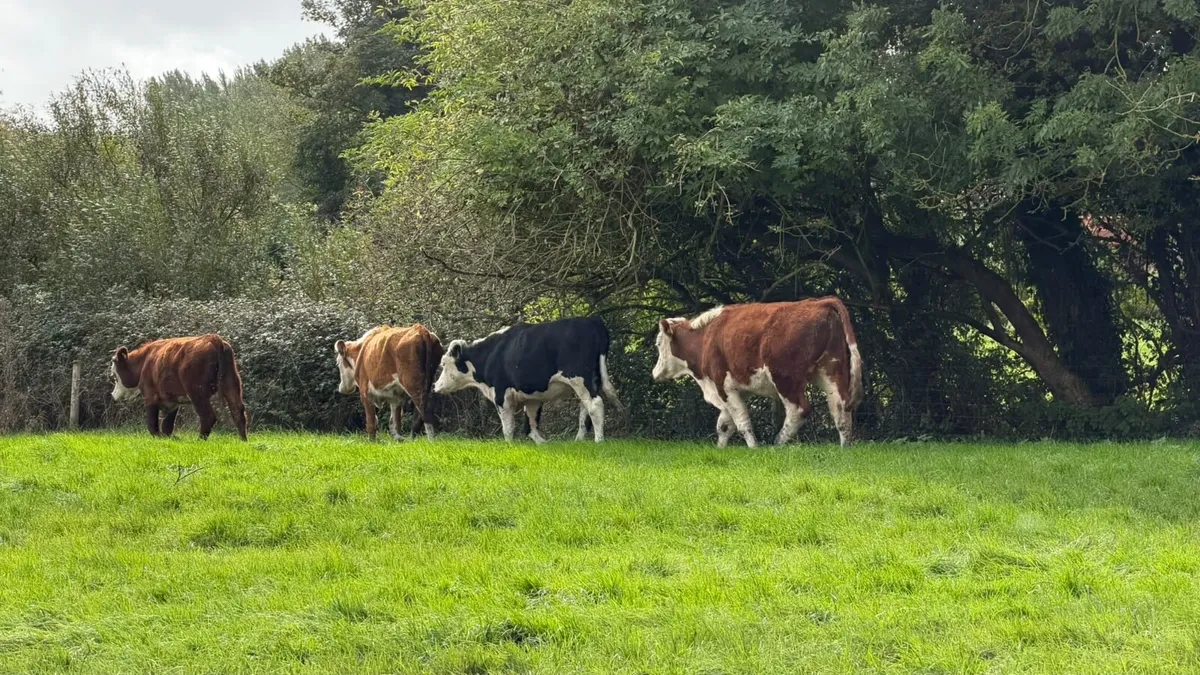 6 Hereford store bullocks - Image 4