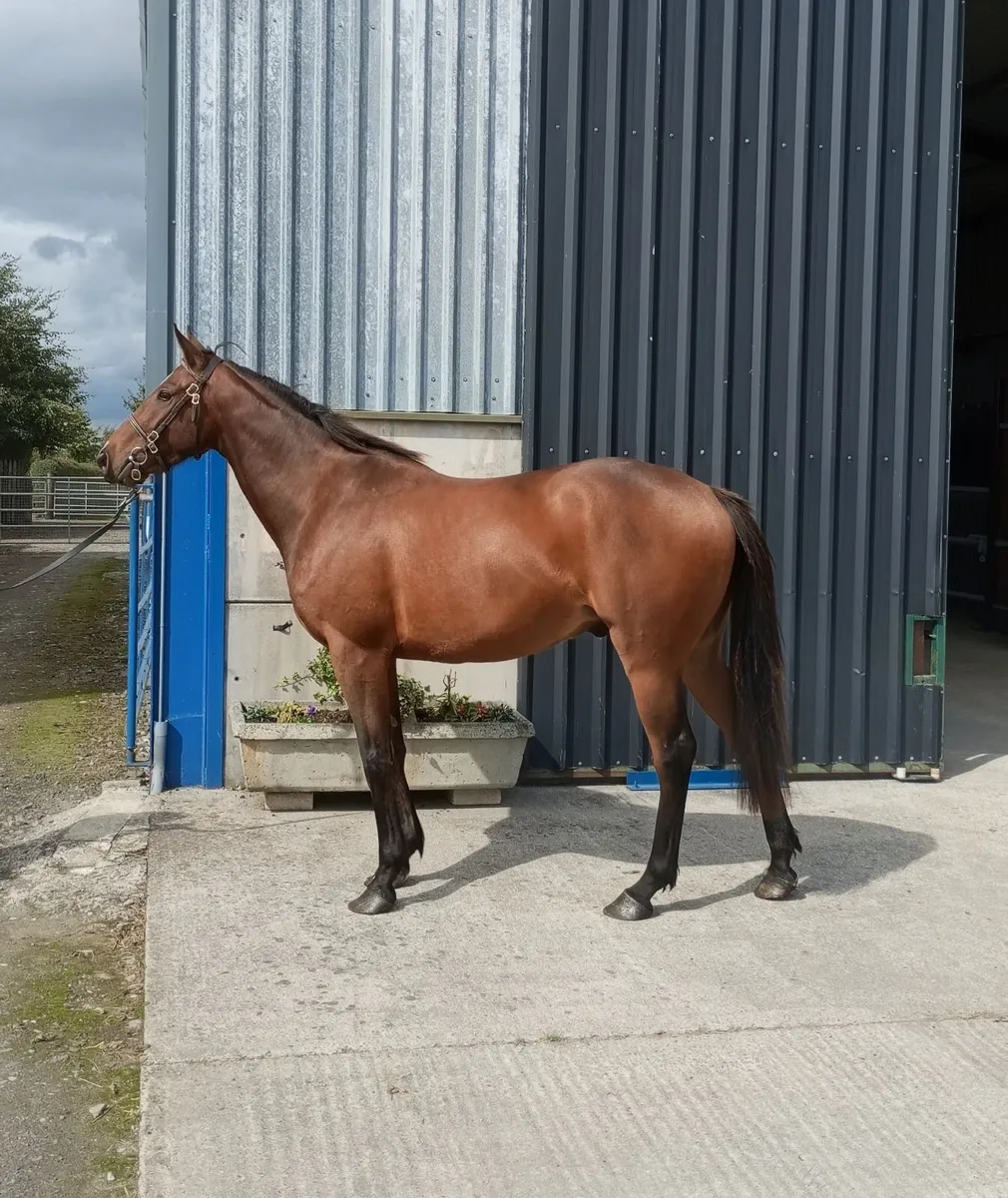 horse - Image 1