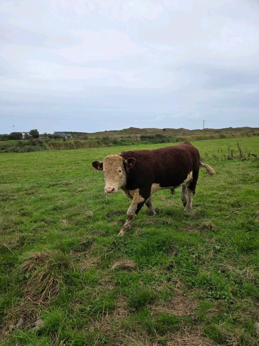 Pedigree hereford bulls - Image 1