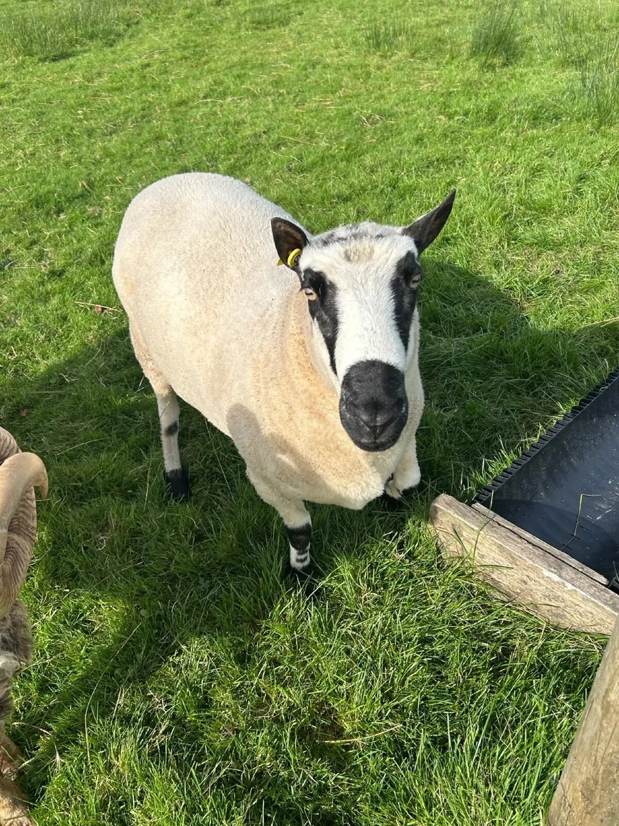 Kerry Hill Ram - Image 1