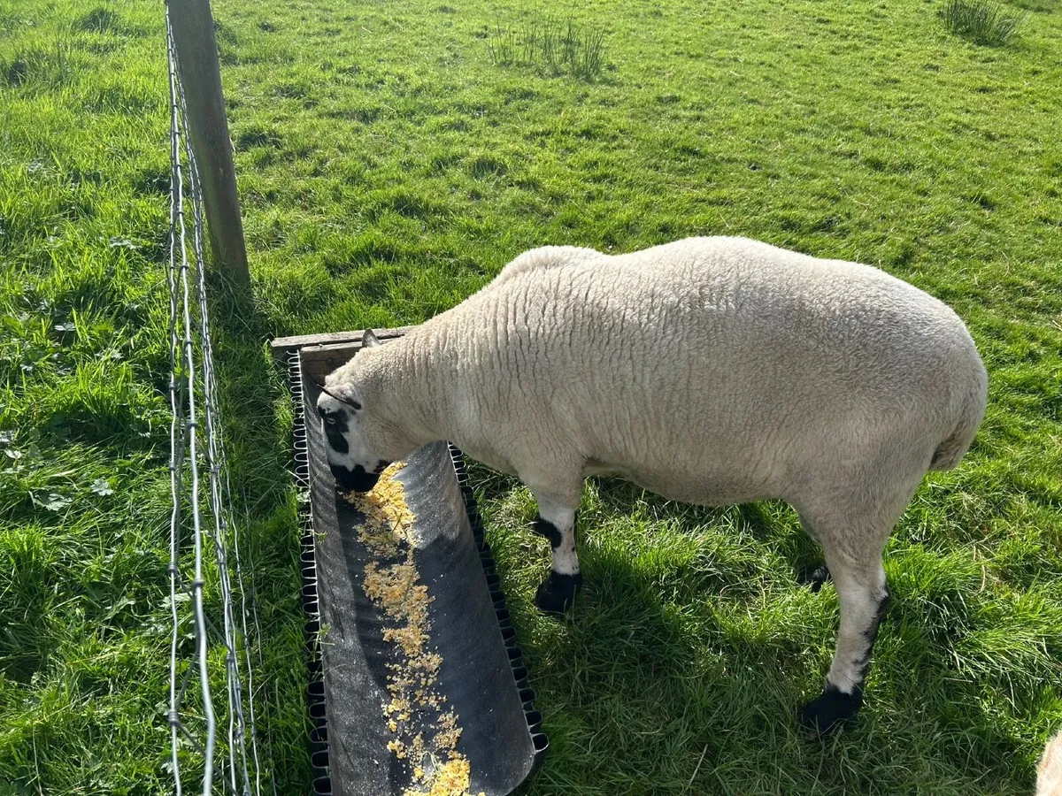 Kerry Hill Ram - Image 2