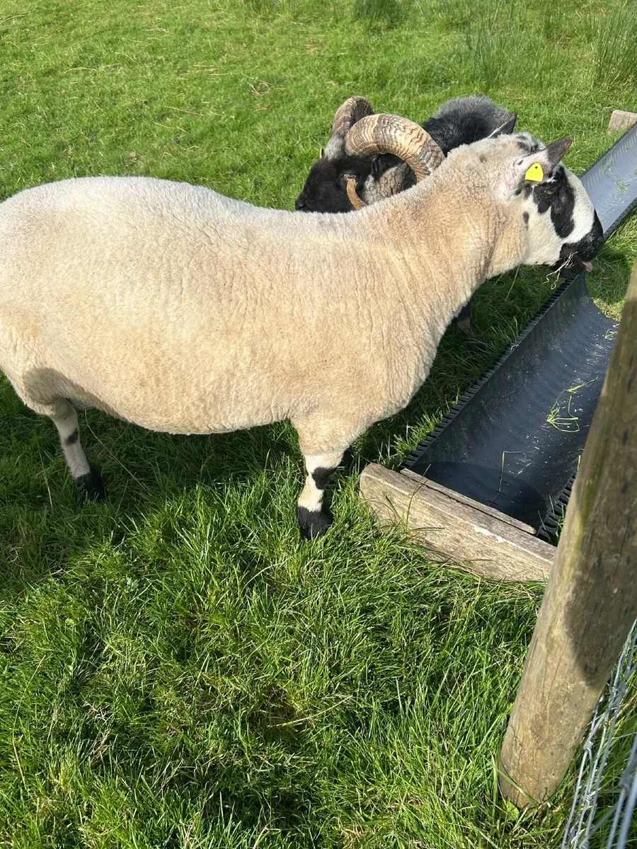 Kerry Hill Ram - Image 3