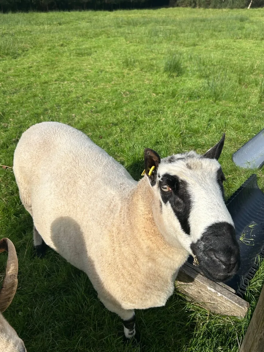 Kerry Hill Ram - Image 4