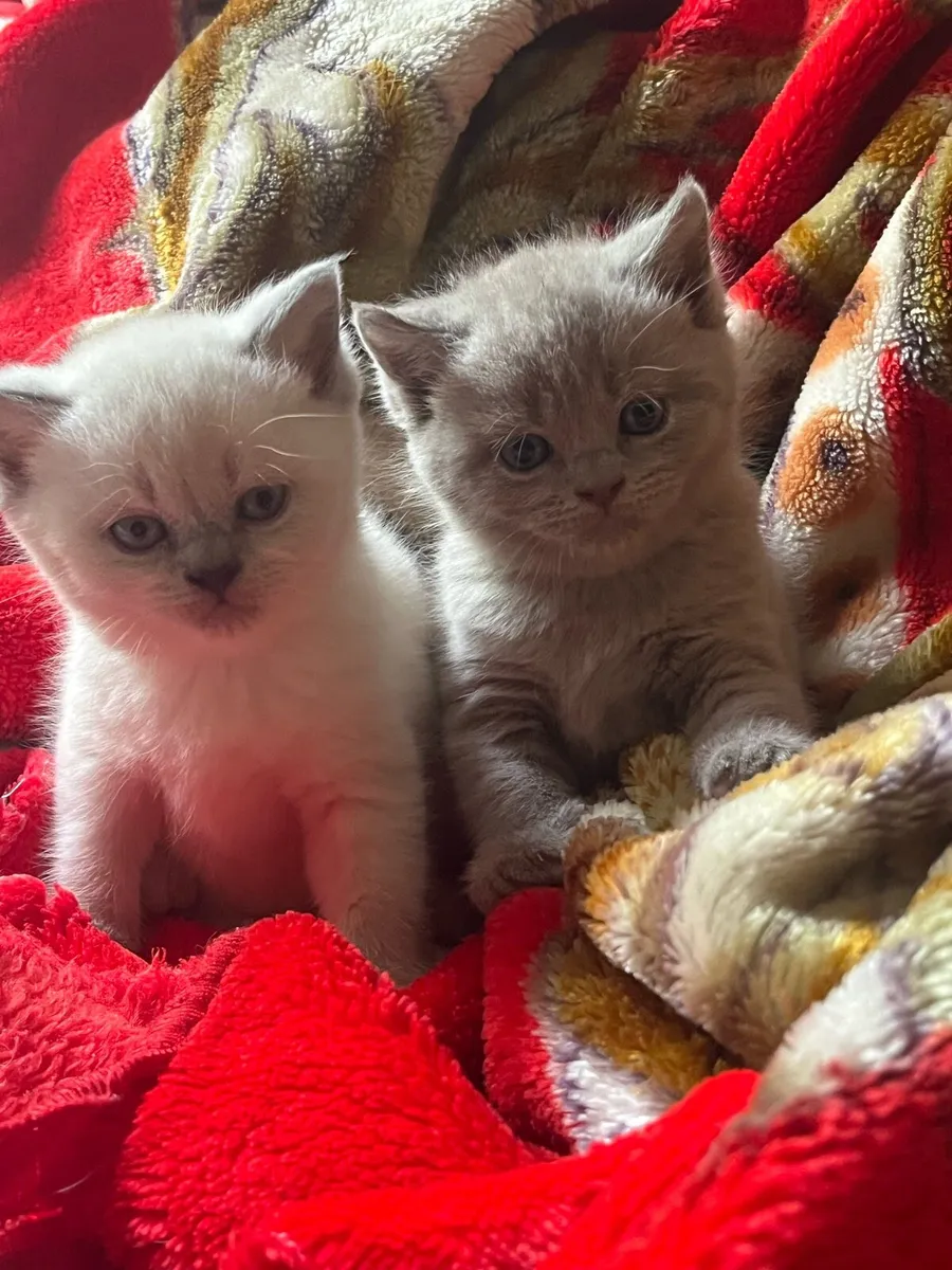 British shorthair kittens - Image 1