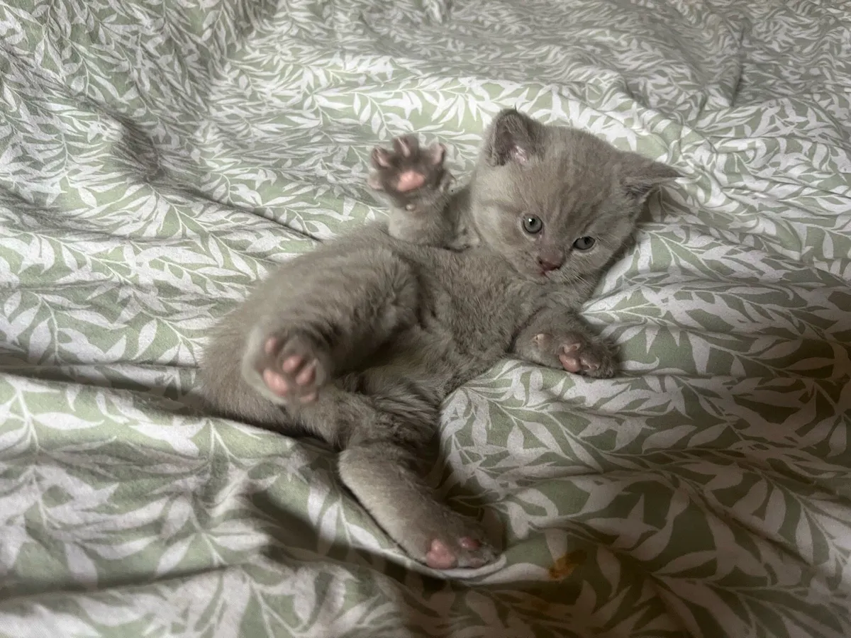 British shorthair kittens - Image 4