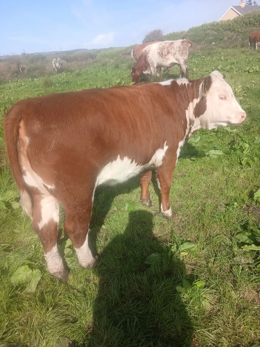 Hereford heifers - Image 1