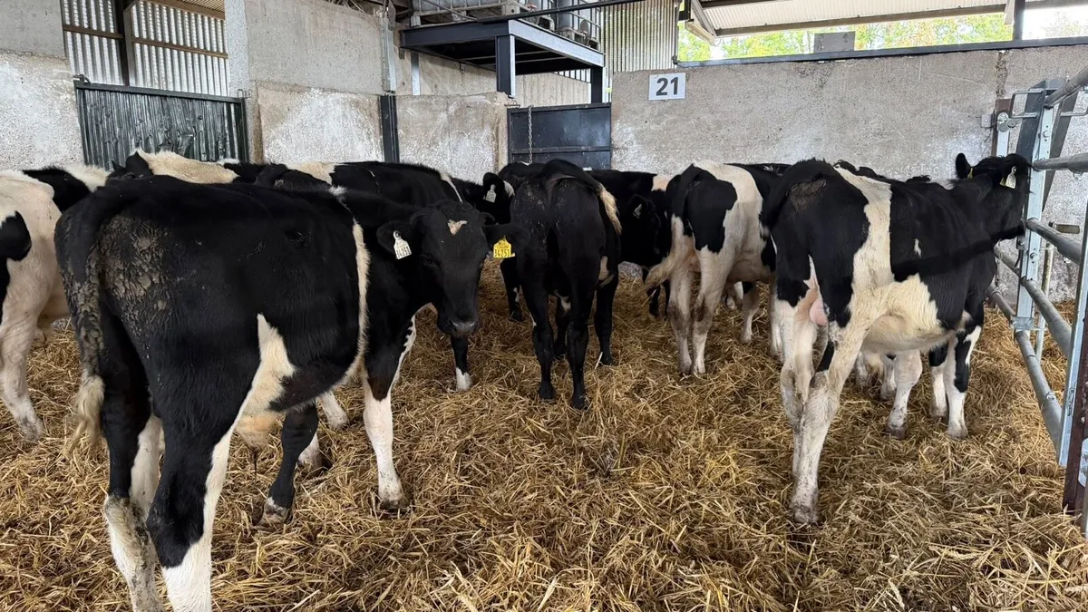 12 super British Frisian bull weanlings - Image 1