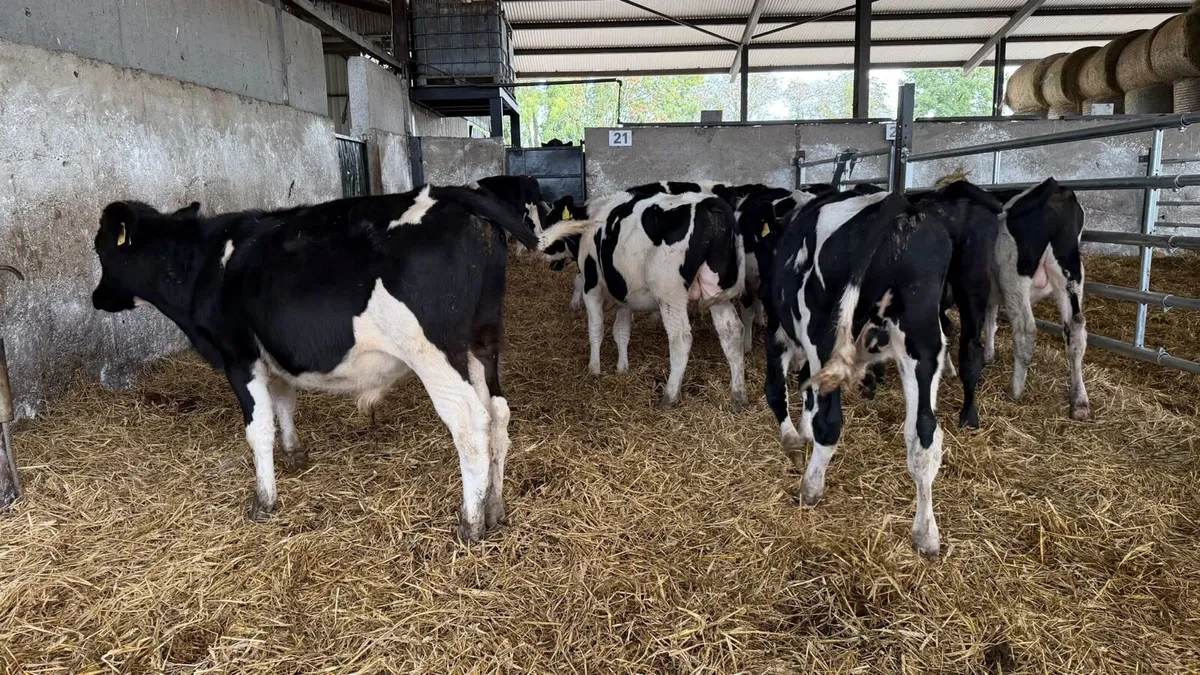 12 super British Frisian bull weanlings - Image 2
