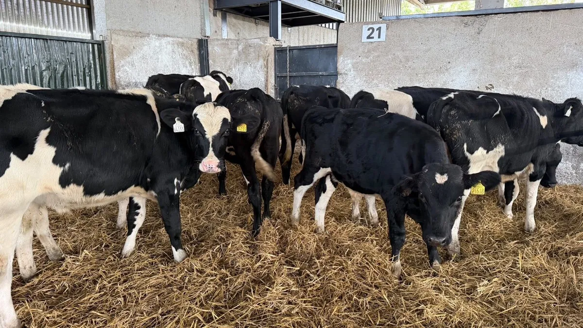 12 super British Frisian bull weanlings - Image 3