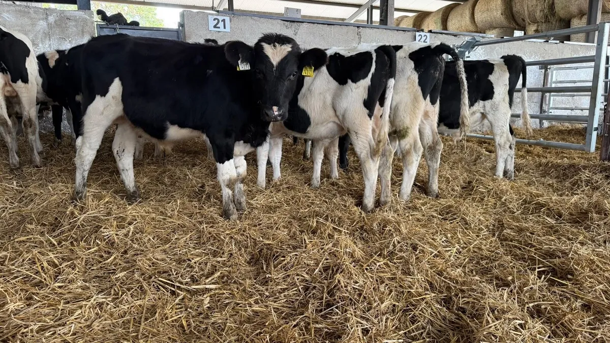 12 super British Frisian bull weanlings - Image 4