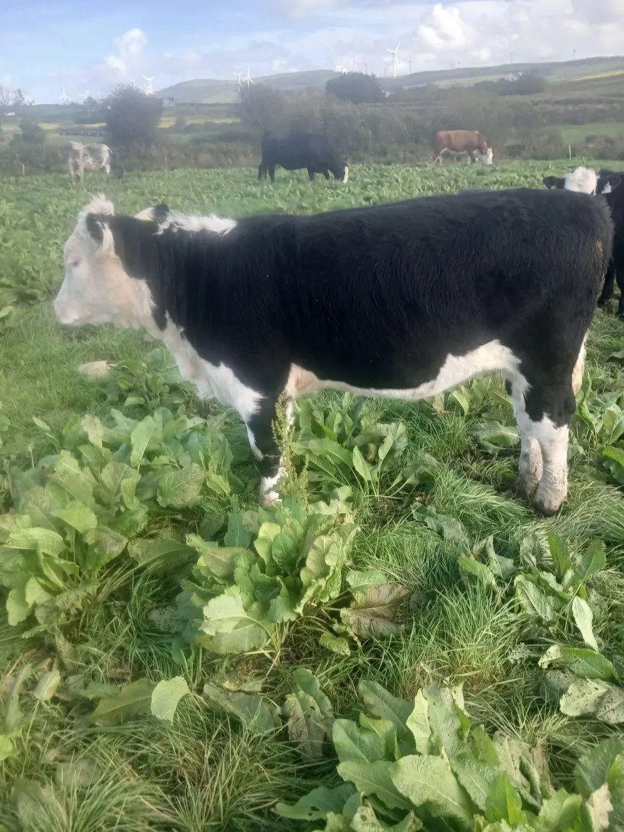 Hereford heifers - Image 2