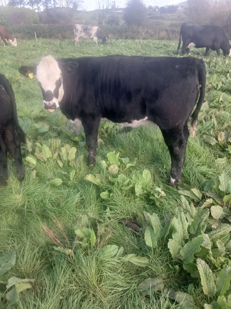 Hereford heifers - Image 3