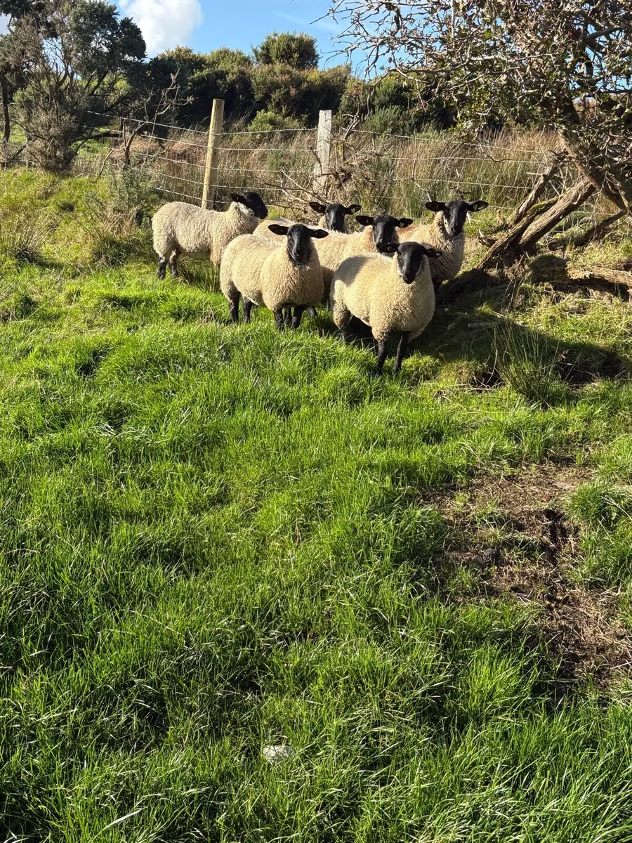 Suffolk Mule Ewe Lambs - Image 1