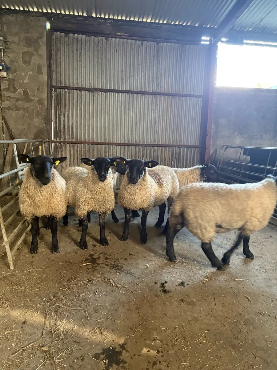 Suffolk Mule Ewe Lambs - Image 3