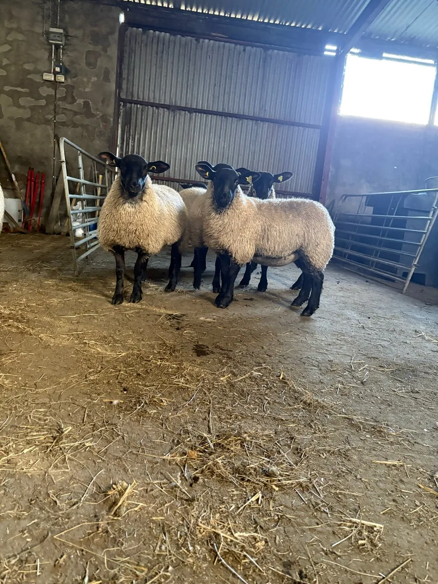Suffolk Mule Ewe Lambs - Image 2