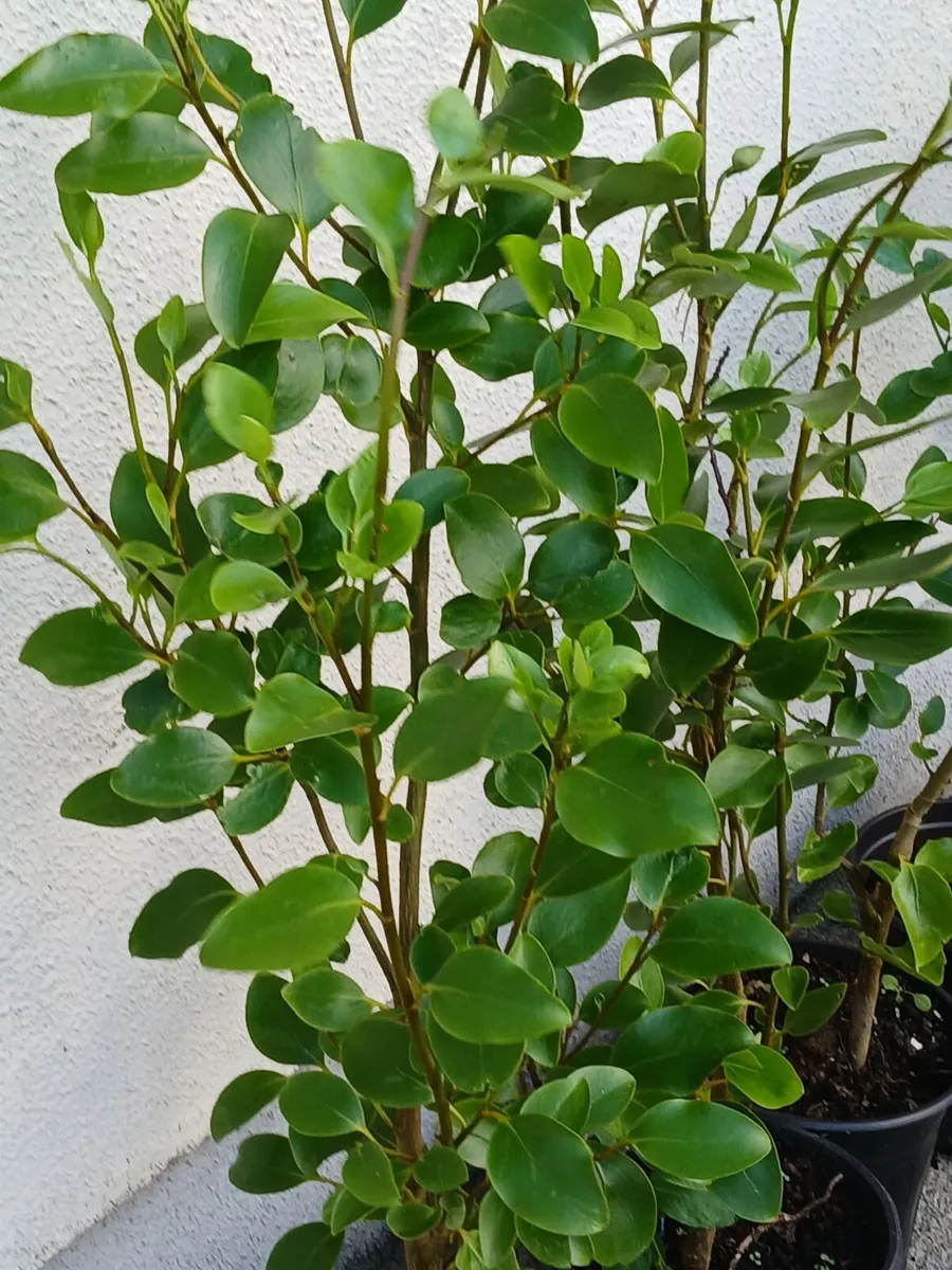 Garden Hedging, - Image 1