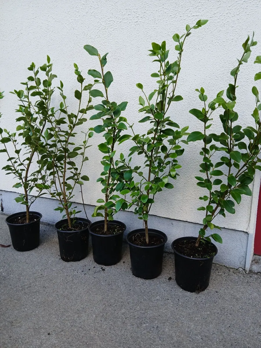 Garden Hedging, - Image 2