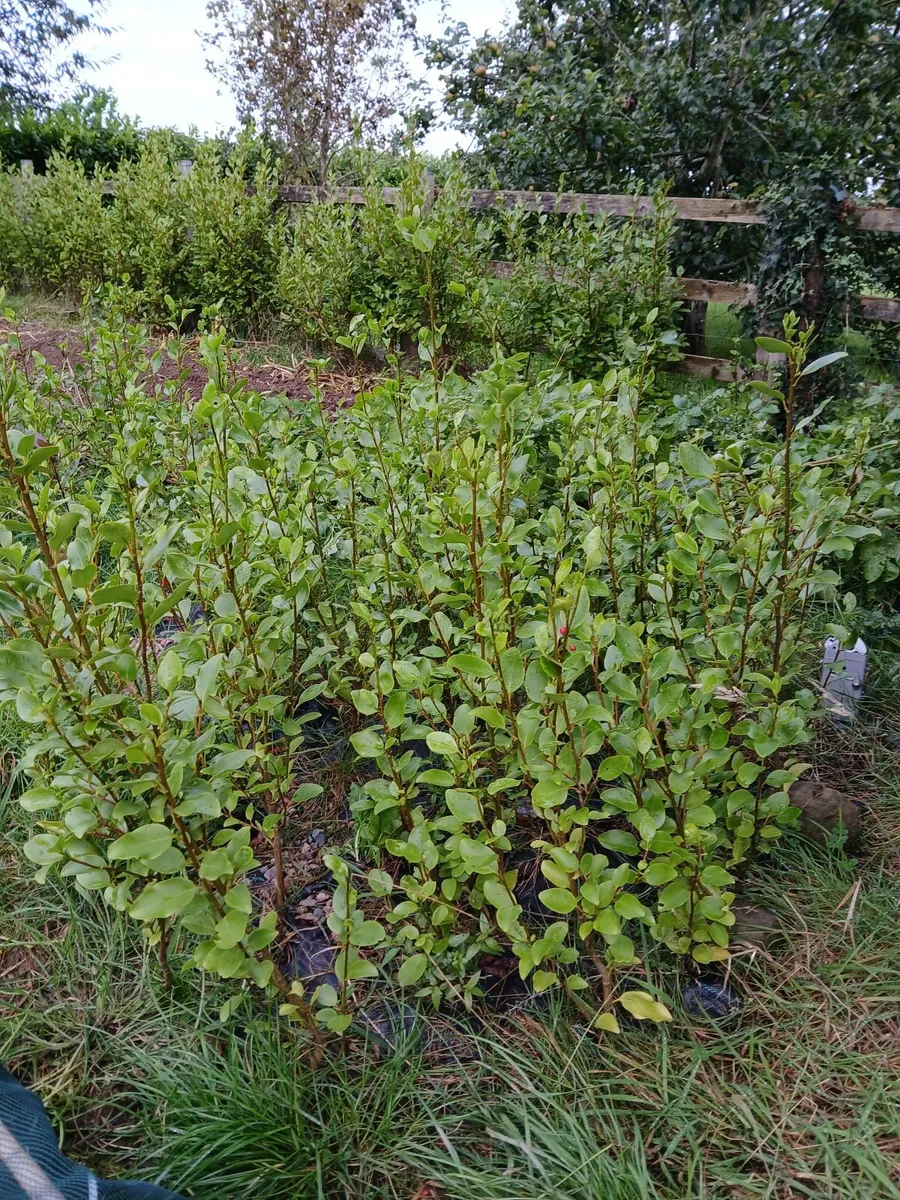Garden Hedging, - Image 3