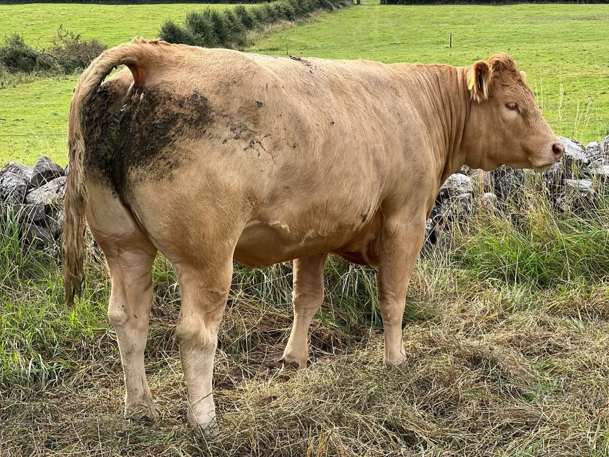 15 Spring-Calving Heifers – Balla Mart - Image 4