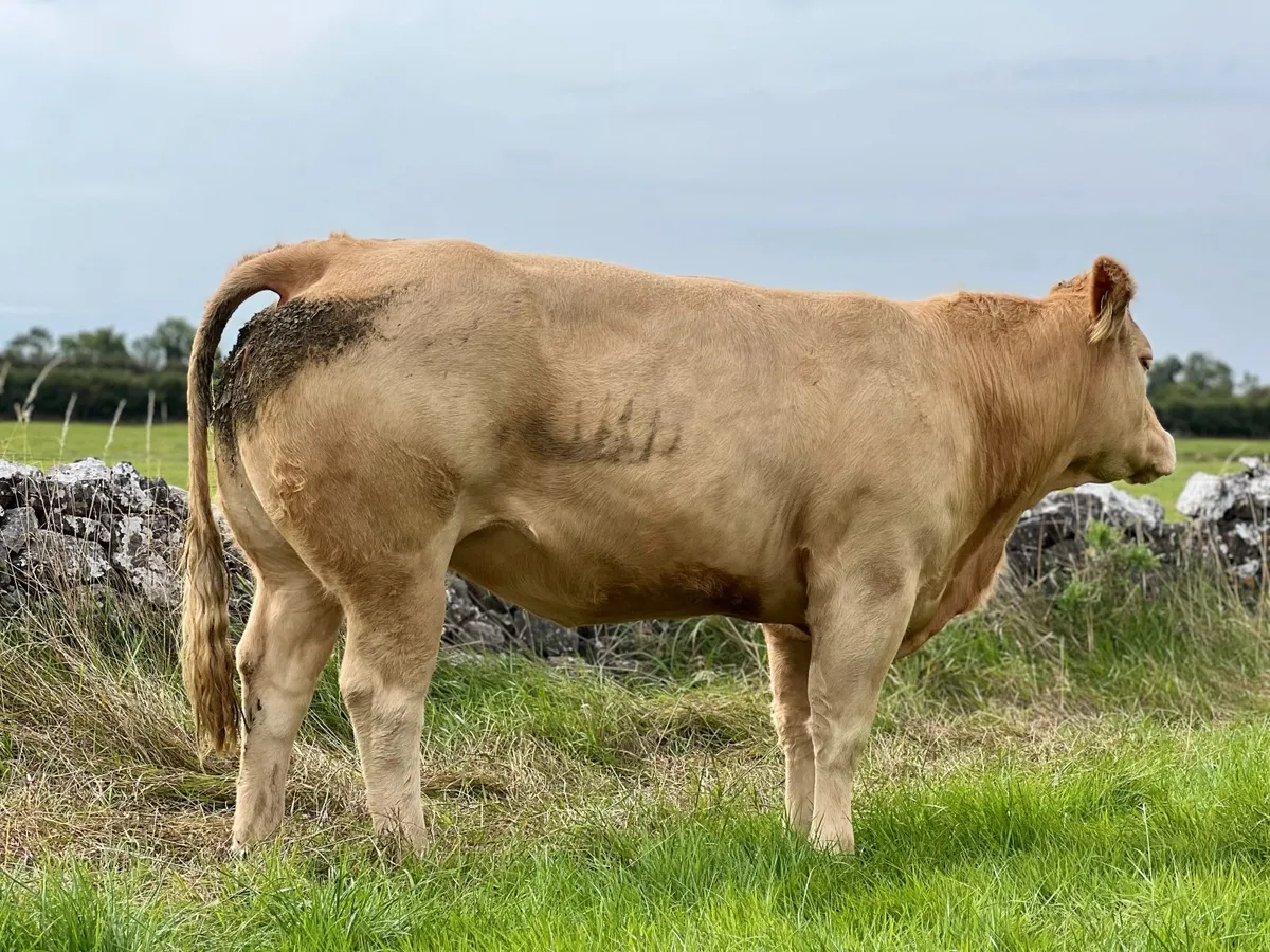 15 Spring-Calving Heifers – Balla Mart - Image 2