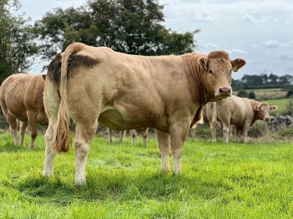 15 Spring-Calving Heifers – Balla Mart - Image 3