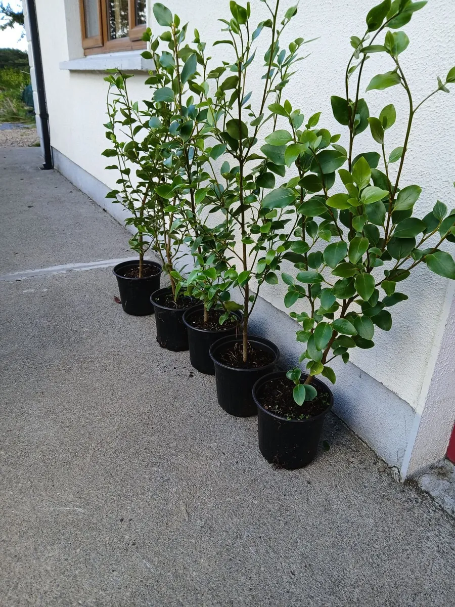 Garden Hedging, - Image 4