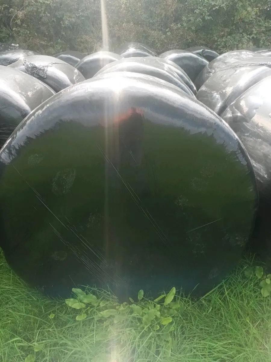 65 Bales of Silage - Image 1