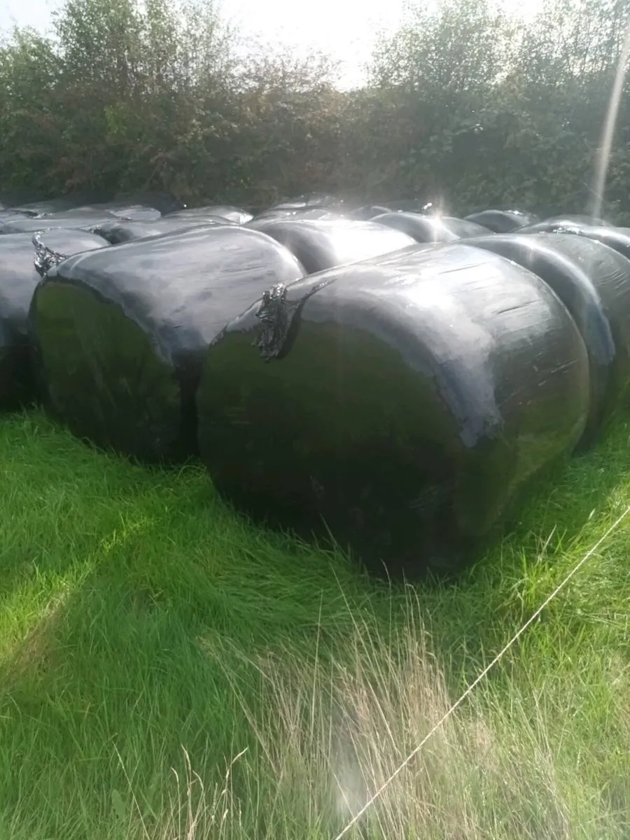 65 Bales of Silage - Image 2
