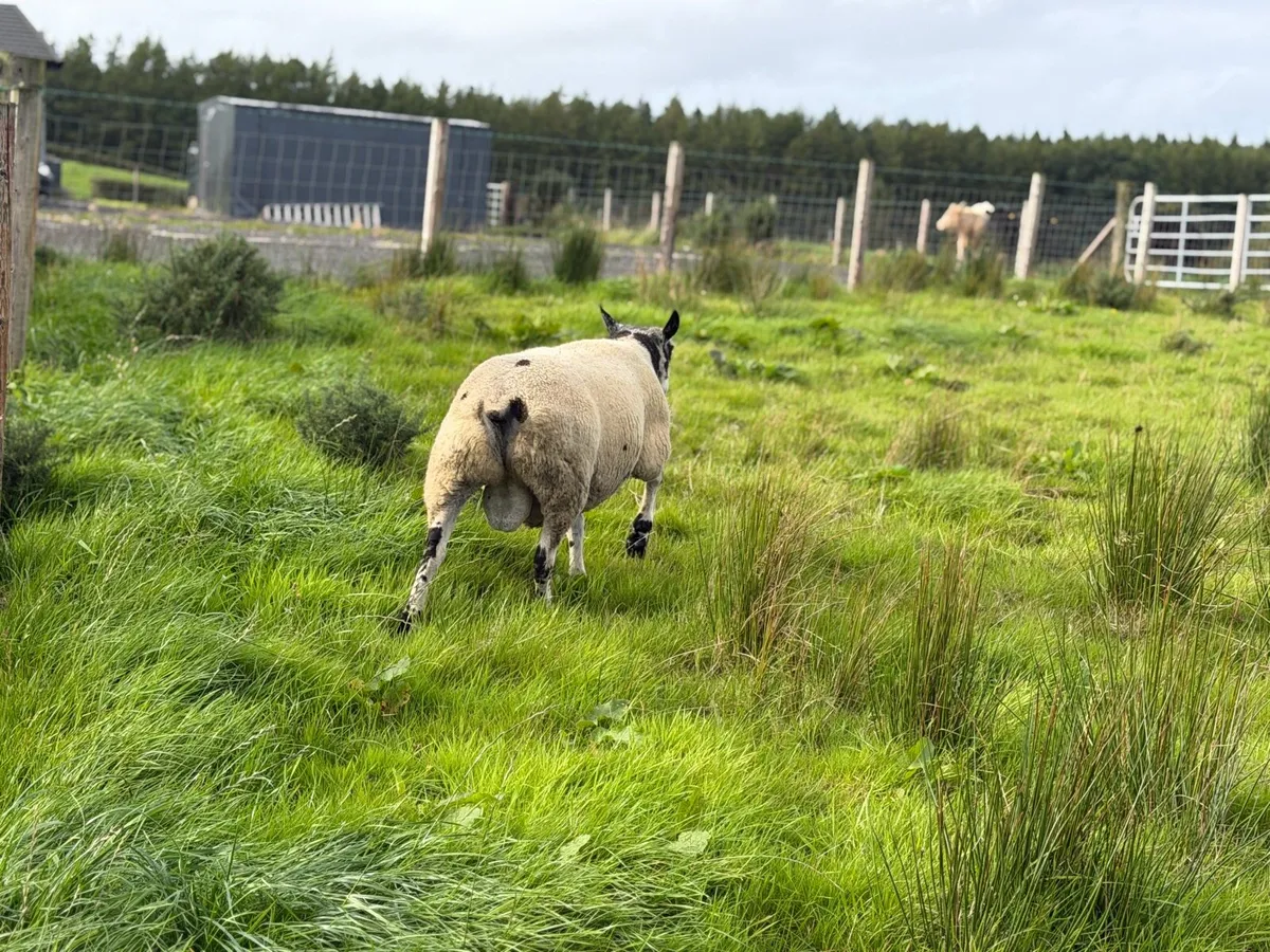 Dutch Spotted Ram - Image 2