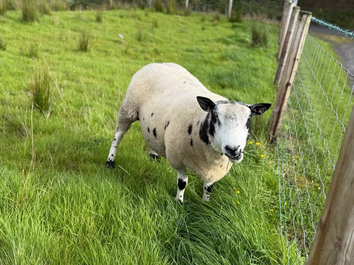 Dutch Spotted Ram - Image 1