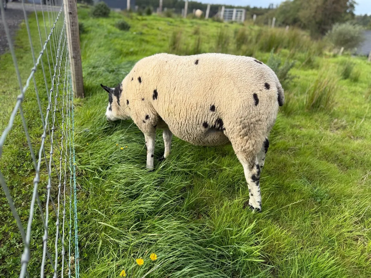Dutch Spotted Ram - Image 3