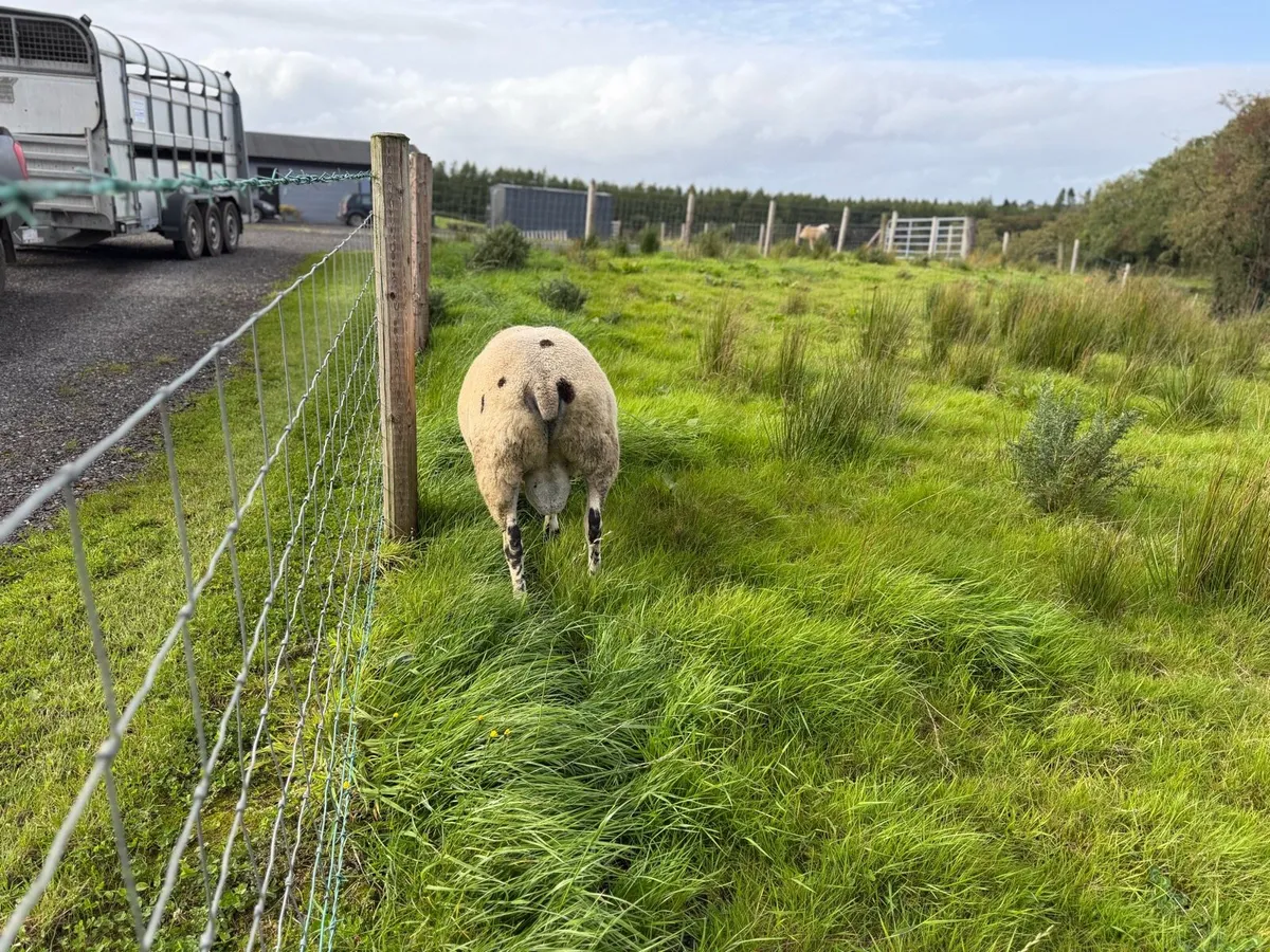 Dutch Spotted Ram - Image 4