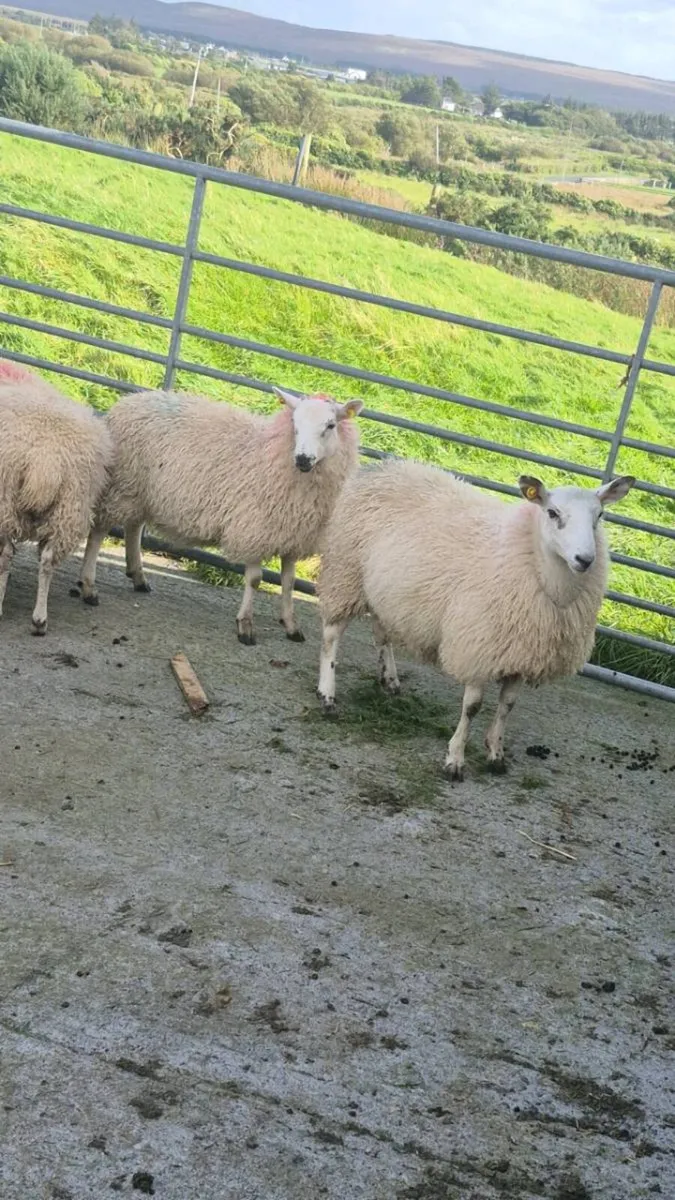 Ewe Lambs - Image 1
