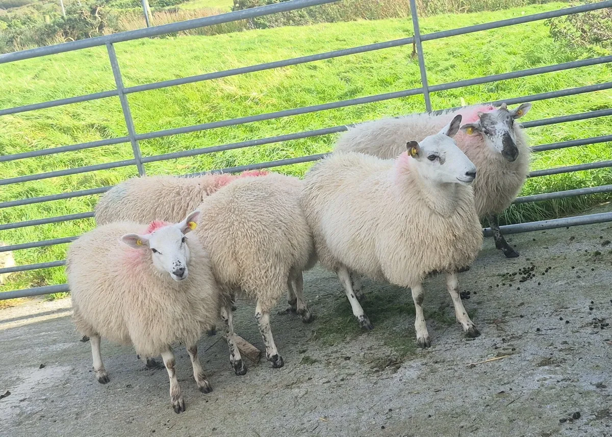 Ewe Lambs - Image 3