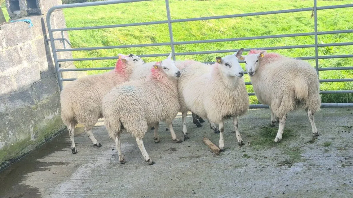 Ewe Lambs - Image 4