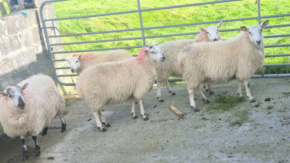 Ewe Lambs - Image 2